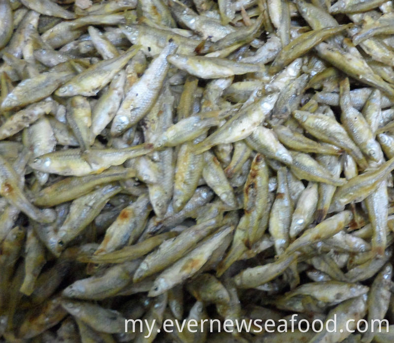 pseudorasbora parva ကင်